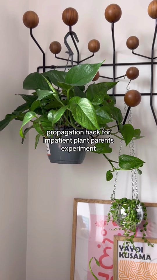 Post 9 by Clare | Houseplants & life 🪴 on TikTok (video)