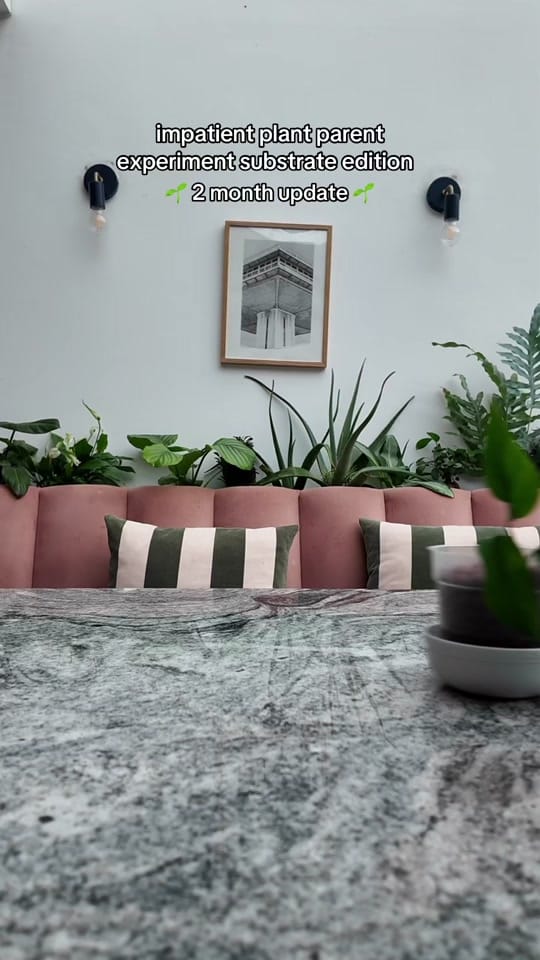 Post 7 by Clare | Houseplants & life 🪴 on TikTok (video)