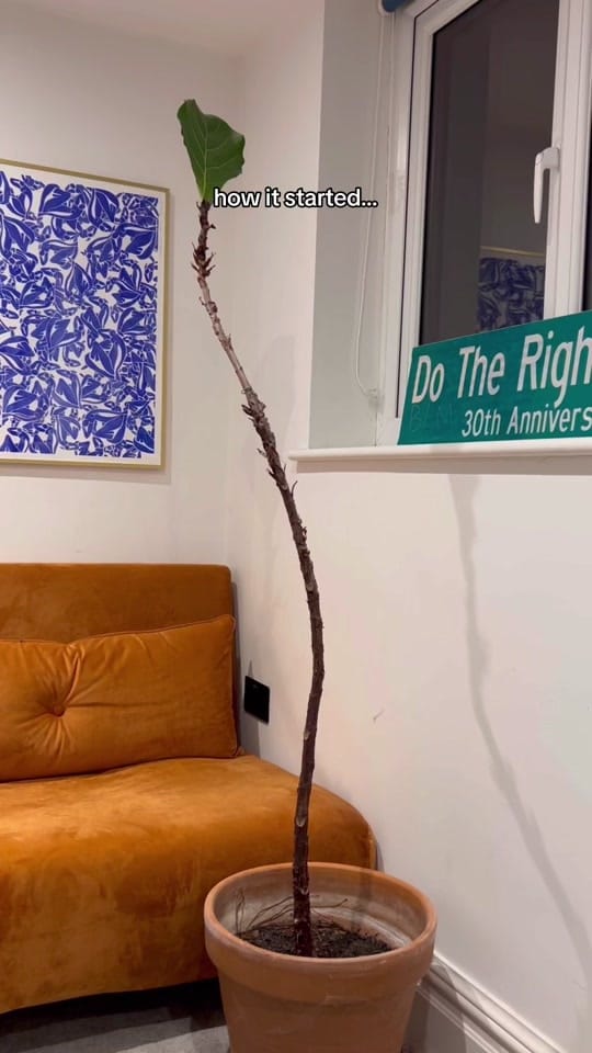 Post 10 by Clare | Houseplants & life 🪴 on TikTok (video)