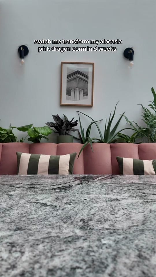 Post 3 by Clare | Houseplants & life 🪴 on TikTok (video)