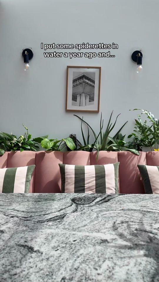 Post 2 by Clare | Houseplants & life 🪴 on TikTok (video)