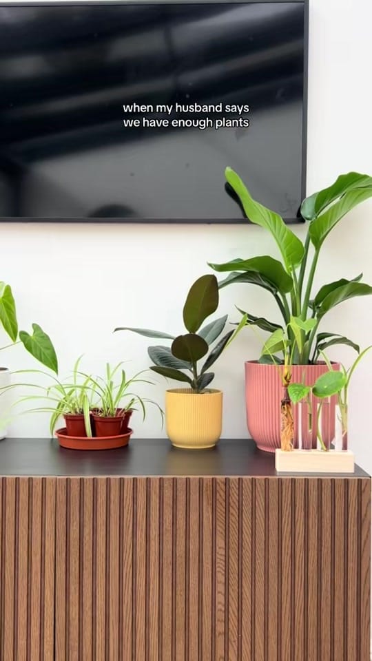 Post 6 by Clare | Houseplants & life 🪴 on TikTok (video)