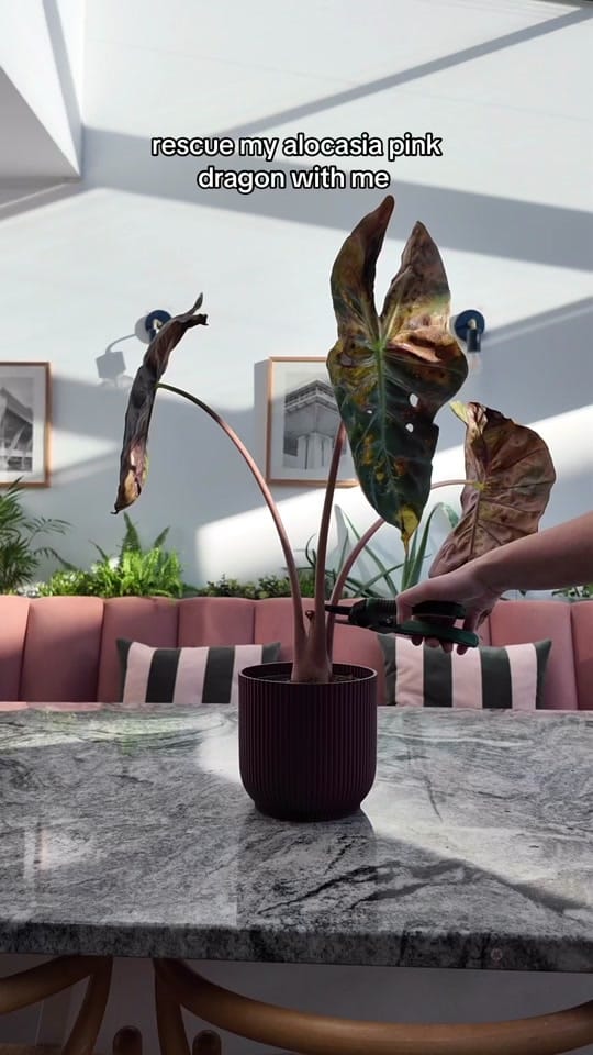 Post 8 by Clare | Houseplants & life 🪴 on TikTok (video)