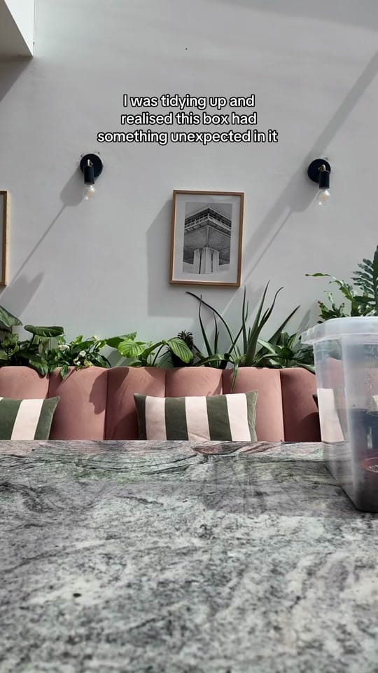 Post 1 by Clare | Houseplants & life 🪴 on TikTok (video)