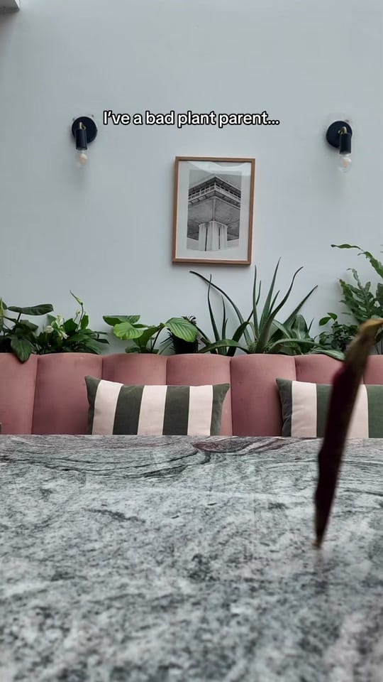 Post 5 by Clare | Houseplants & life 🪴 on TikTok (video)