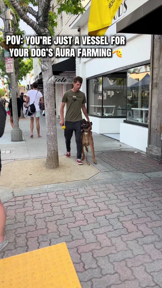 Post 8 by American Dog Pros on TikTok (video)