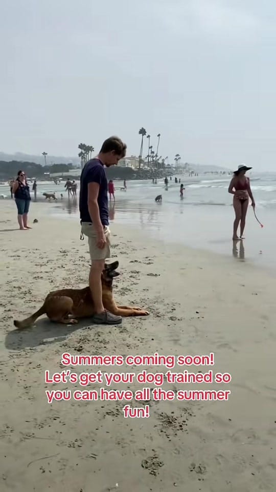 Post 5 by American Dog Pros on TikTok (video)