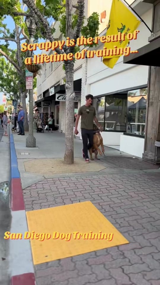 Post 4 by American Dog Pros on TikTok (video)