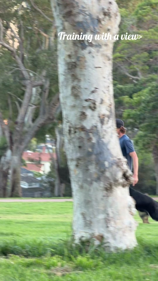 Post 2 by American Dog Pros on TikTok (video)