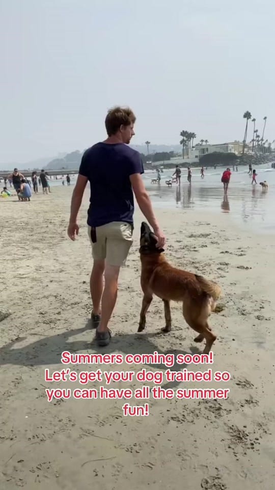 Post 7 by American Dog Pros on TikTok (video)