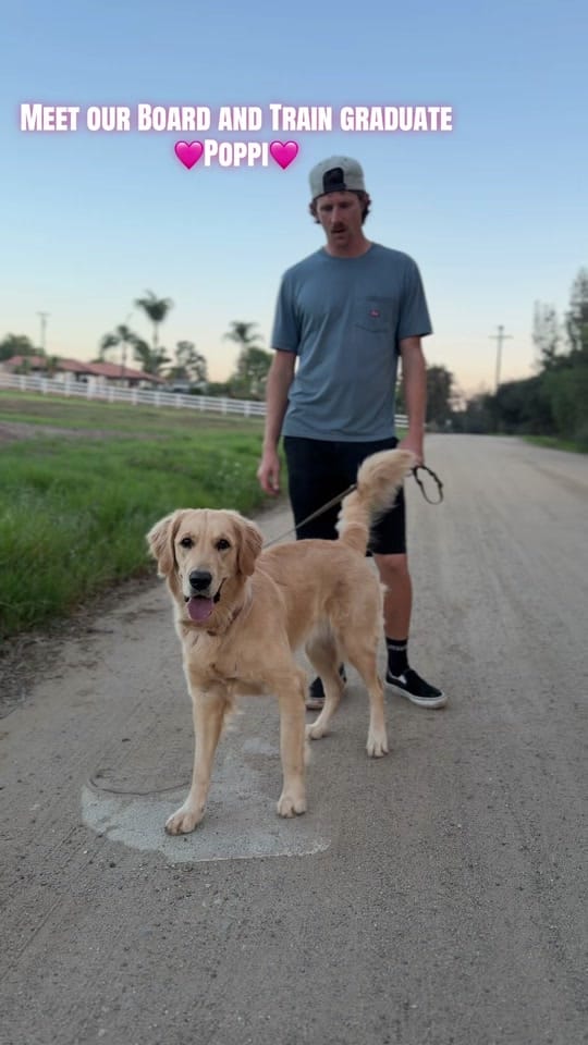 Post 9 by American Dog Pros on TikTok (video)