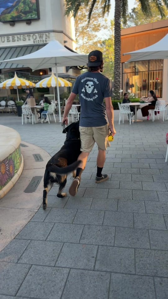 Post 1 by American Dog Pros on TikTok (video)
