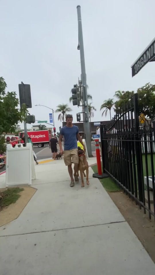 Post 10 by American Dog Pros on TikTok (video)