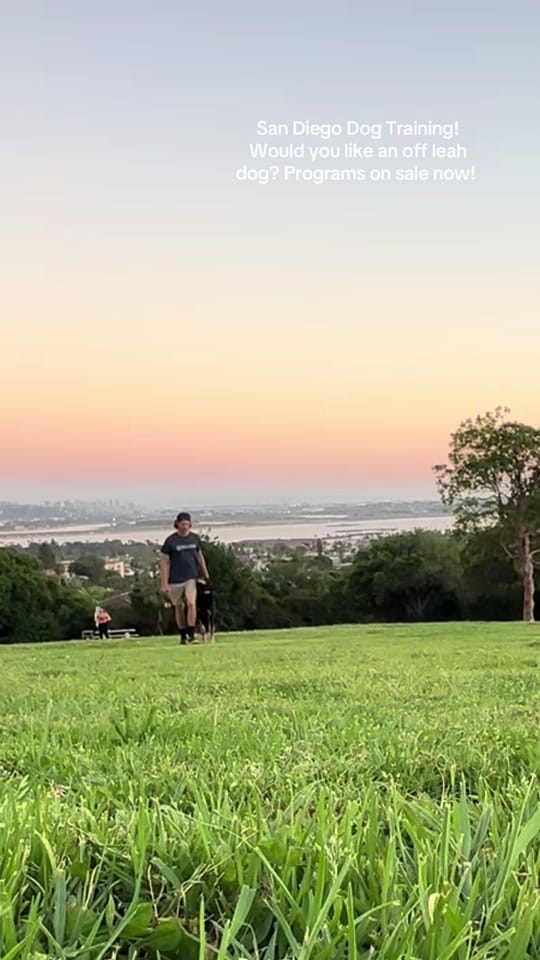 Post 3 by American Dog Pros on TikTok (video)