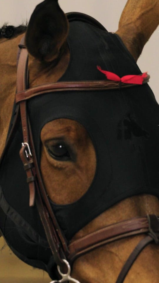 Post 9 by US Equestrian on TikTok (video)