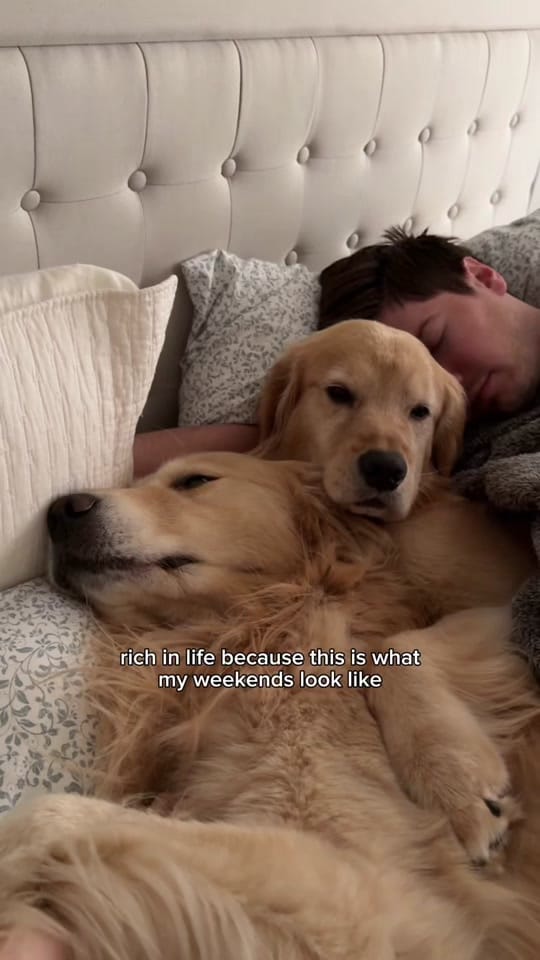 Post 6 by Wiley the Smiley Golden on TikTok (video)