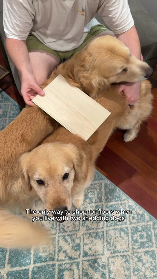 Post 1 by Wiley the Smiley Golden on TikTok (video)