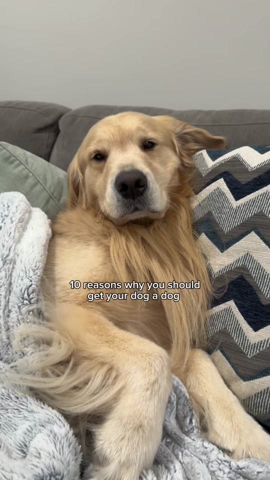 Post 5 by Wiley the Smiley Golden on TikTok (video)