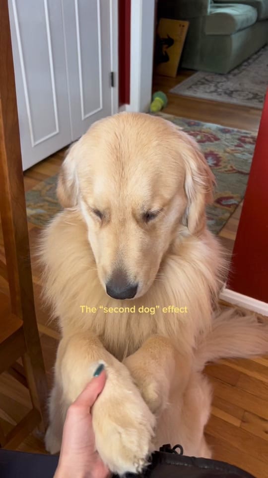 Post 9 by Wiley the Smiley Golden on TikTok (video)