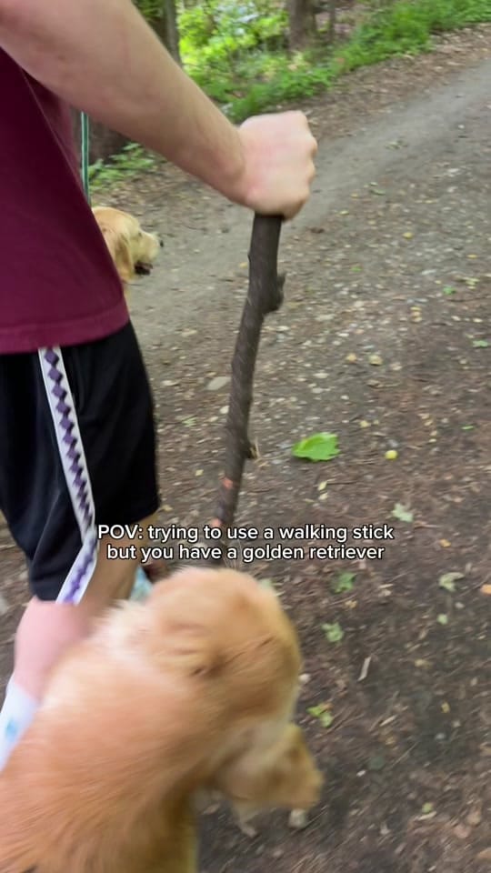 Post 4 by Wiley the Smiley Golden on TikTok (video)