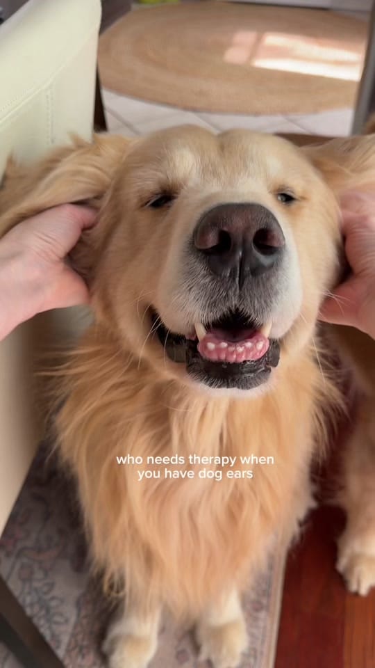 Post 10 by Wiley the Smiley Golden on TikTok (video)