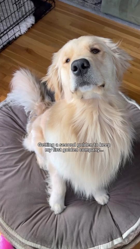 Post 8 by Wiley the Smiley Golden on TikTok (video)