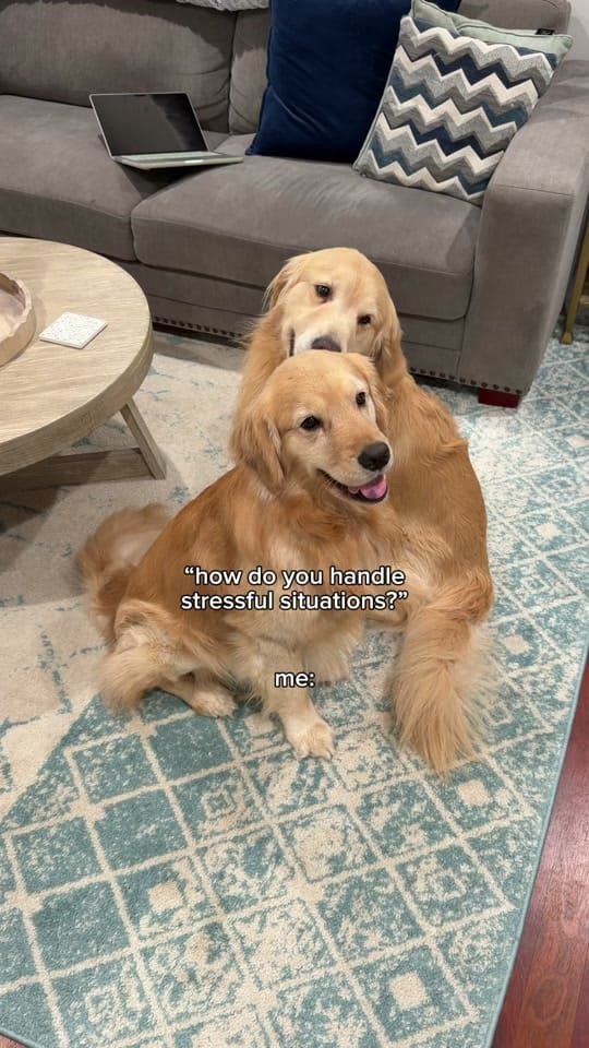 Post 3 by Wiley the Smiley Golden on TikTok (video)