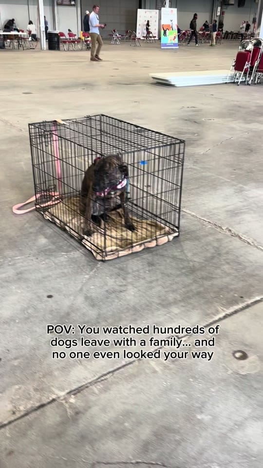 Post 9 by Animal Care Society on TikTok (video)