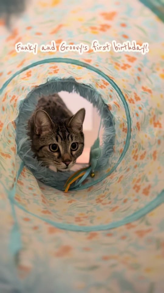 Post 1 by Animal Care Society on TikTok (video)