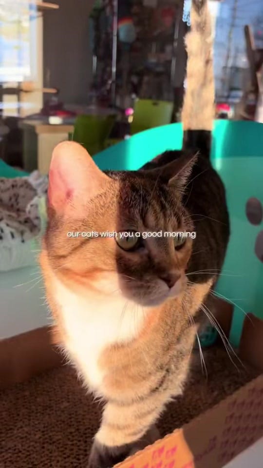 Post 8 by Animal Care Society on TikTok (video)