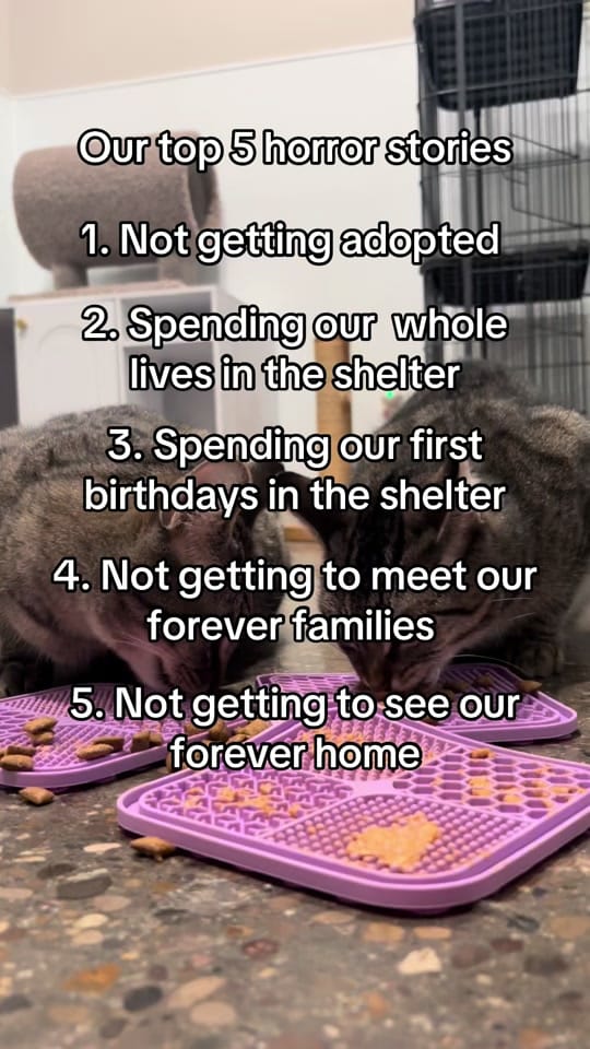 Post 2 by Animal Care Society on TikTok (video)