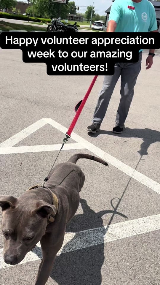 Post 4 by Animal Care Society on TikTok (video)