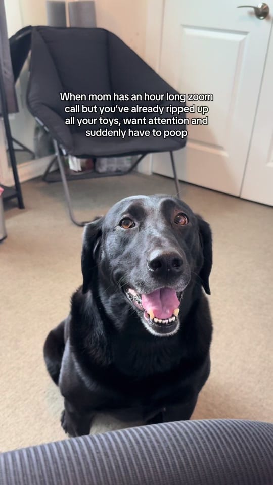 Post 8 by Maria the Lab on TikTok (video)