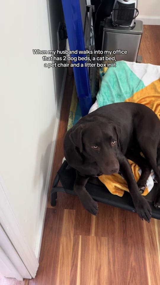 Post 2 by Maria the Lab on TikTok (video)