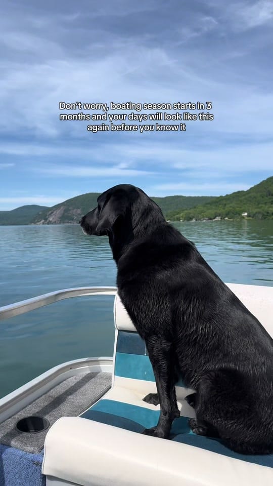 Post 1 by Maria the Lab on TikTok (video)