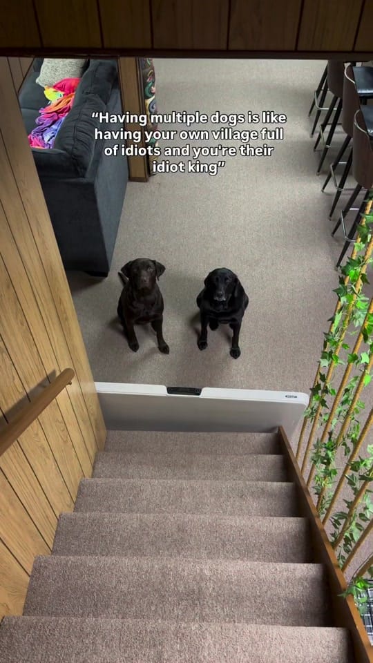 Post 5 by Maria the Lab on TikTok (video)