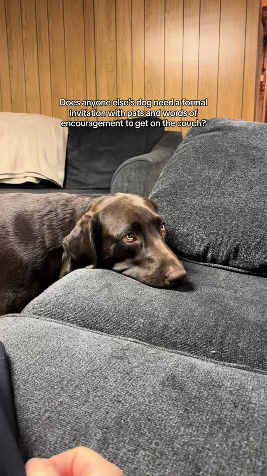 Post 4 by Maria the Lab on TikTok (video)