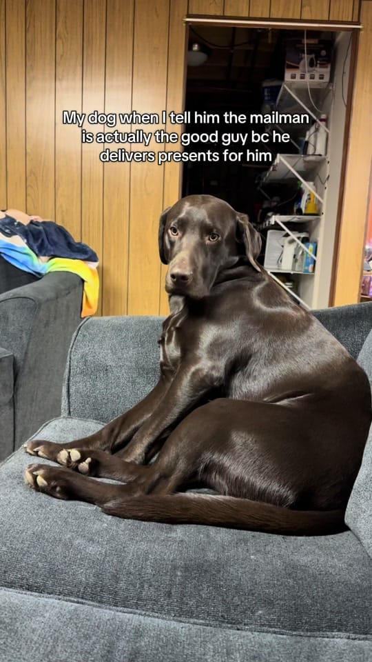 Post 10 by Maria the Lab on TikTok (video)