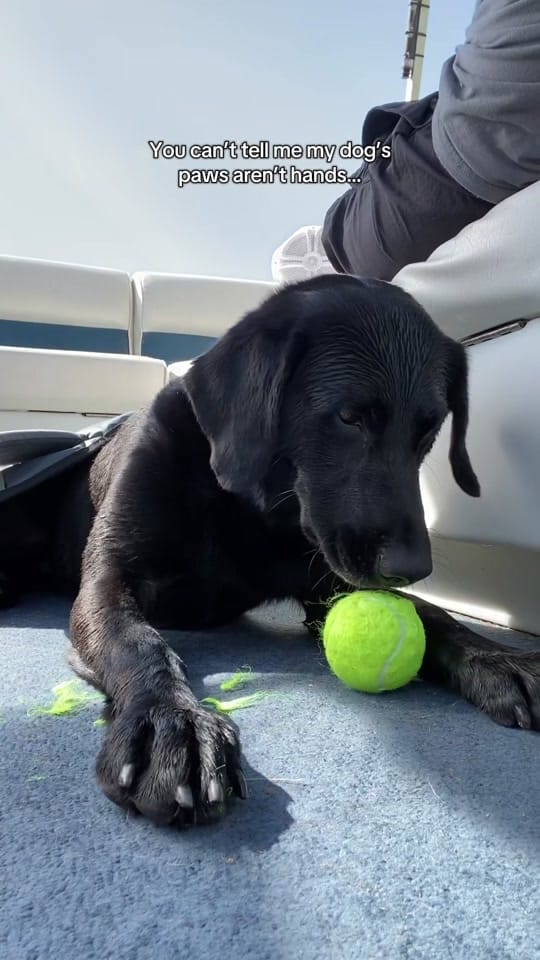 Post 3 by Maria the Lab on TikTok (video)