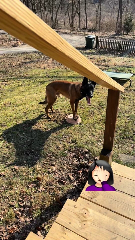 Post 6 by porcelinathirtythree on TikTok (video)