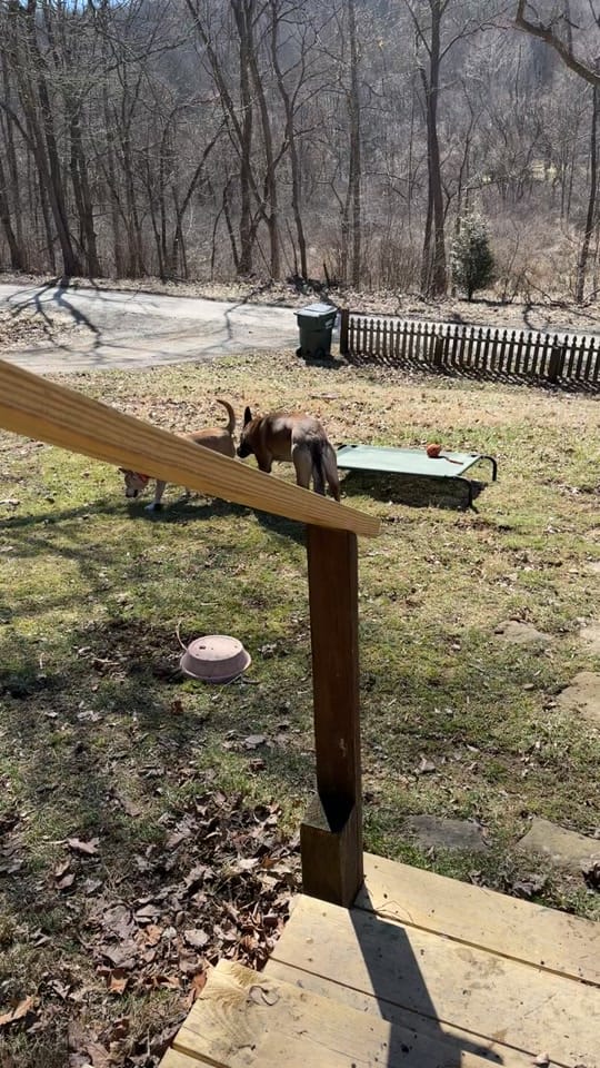 Post 7 by porcelinathirtythree on TikTok (video)