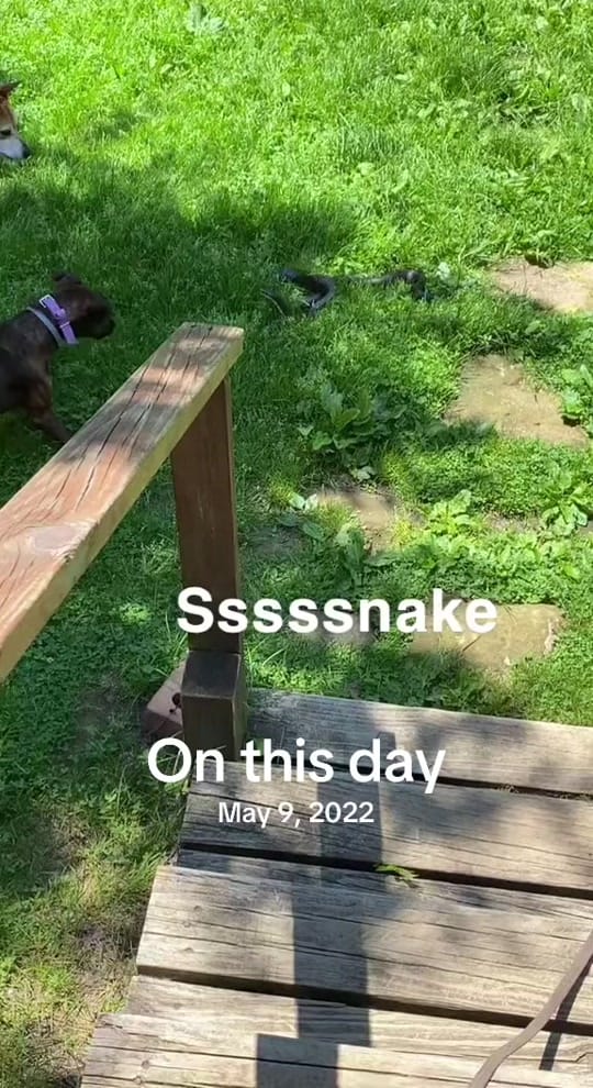 Post 3 by porcelinathirtythree on TikTok (video)