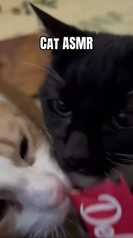 Post 7 by Dr. Whitney C. Terrell on TikTok (video)