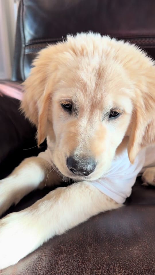 Post 5 by Dr. Whitney C. Terrell on TikTok (video)