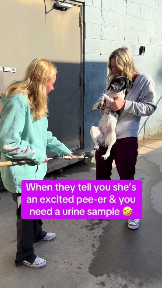 Post 10 by Dr. Whitney C. Terrell on TikTok (video)