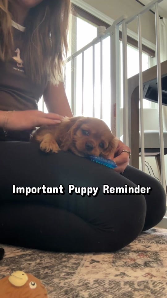 Post 3 by Amanda | Beau & Bear 🐾 on TikTok (video)