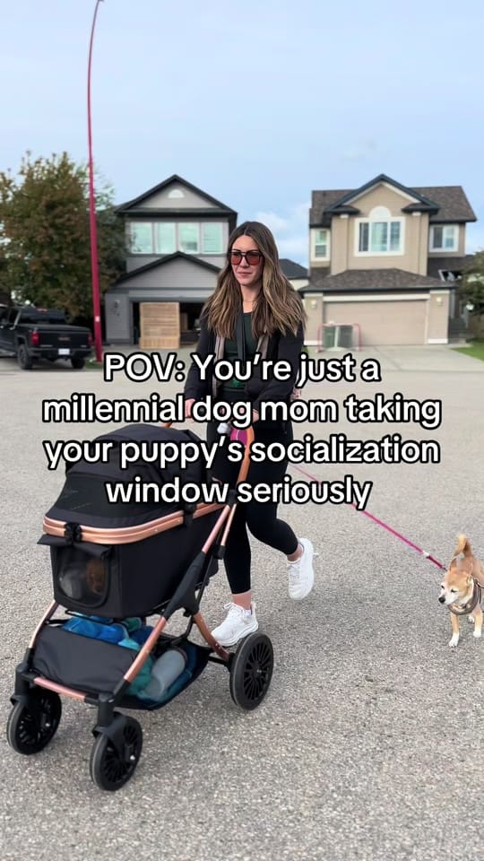 Post 2 by Amanda | Beau & Bear 🐾 on TikTok (video)