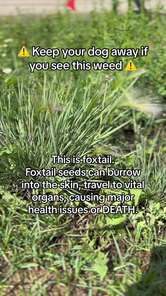 Post 10 by Amanda | Beau & Bear 🐾 on TikTok (video)
