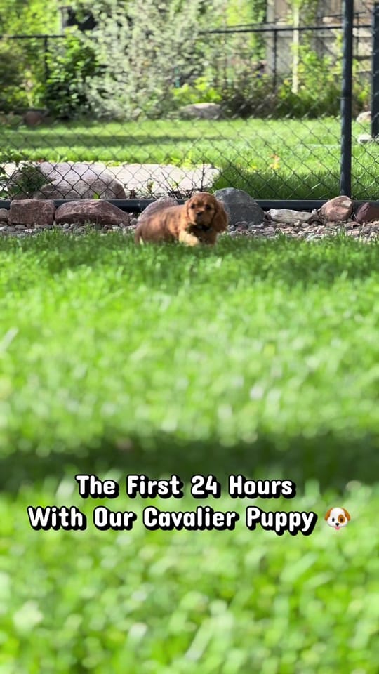 Post 6 by Amanda | Beau & Bear 🐾 on TikTok (video)