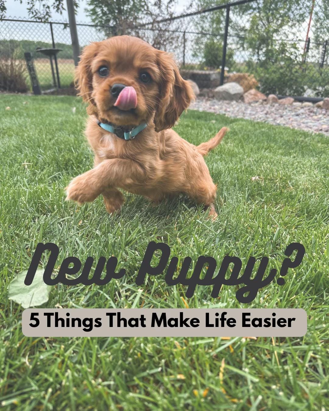 Post 5 by Amanda | Beau & Bear 🐾 on TikTok (video)